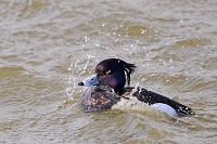 kuifeend (Athya fuligula) 3-2018 2716